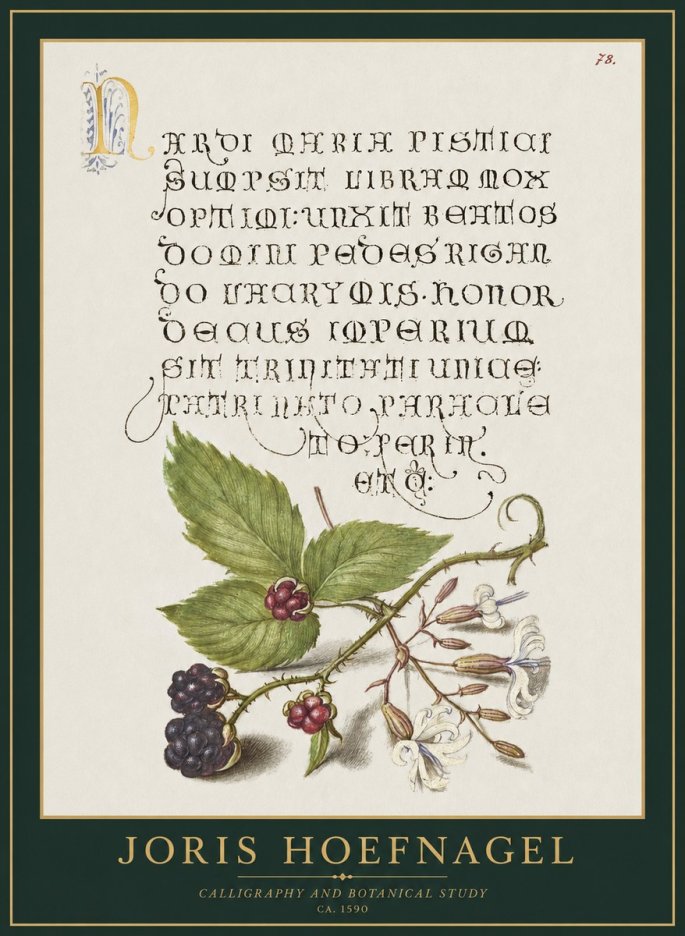 Joris Hoefnagel Calligraphy and Botanical Study II No1 - Plakat