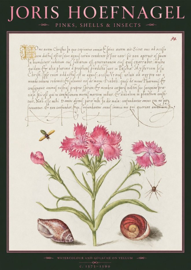 Joris Hoefnagel Pinks, Shells & Insects No2 - Plakat