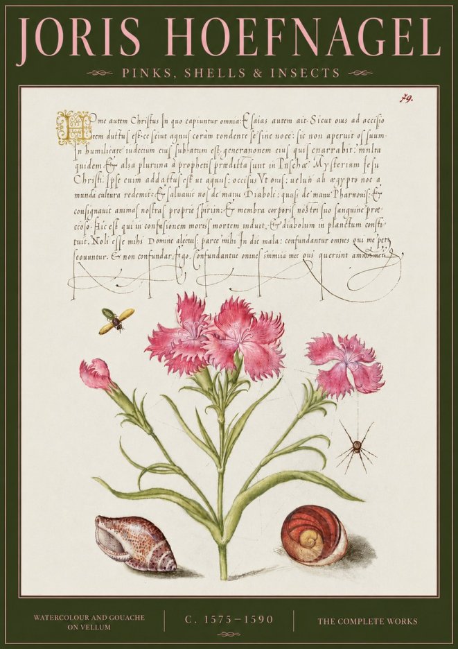 Joris Hoefnagel Pinks, Shells & Insects No4 - Plakat