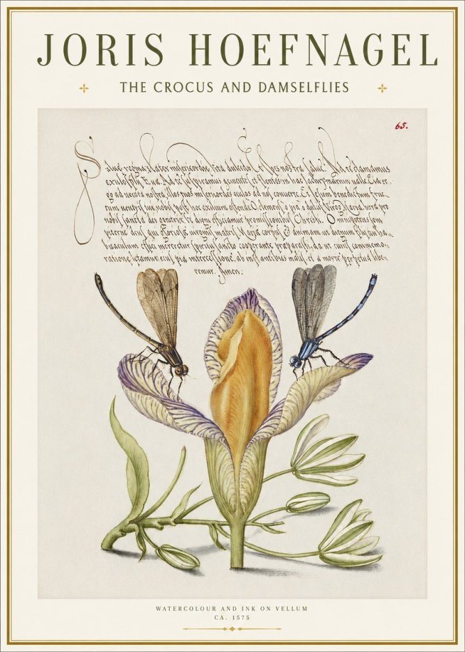 Joris Hoefnagel The Crocus and Damselflies No1 - Plakat