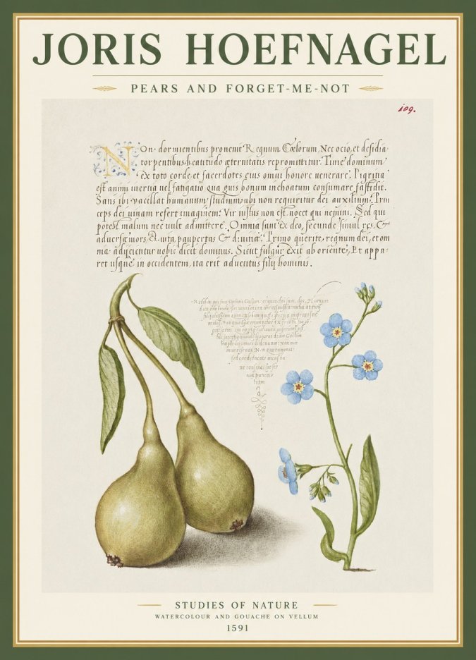 Joris Hoefnagel Pears and Forget-me-not No1 - Plakat