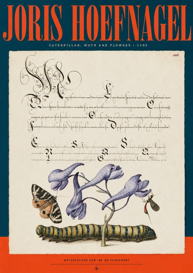Joris Hoefnagel Caterpillar, Moth and Flowers No2 - Plakat