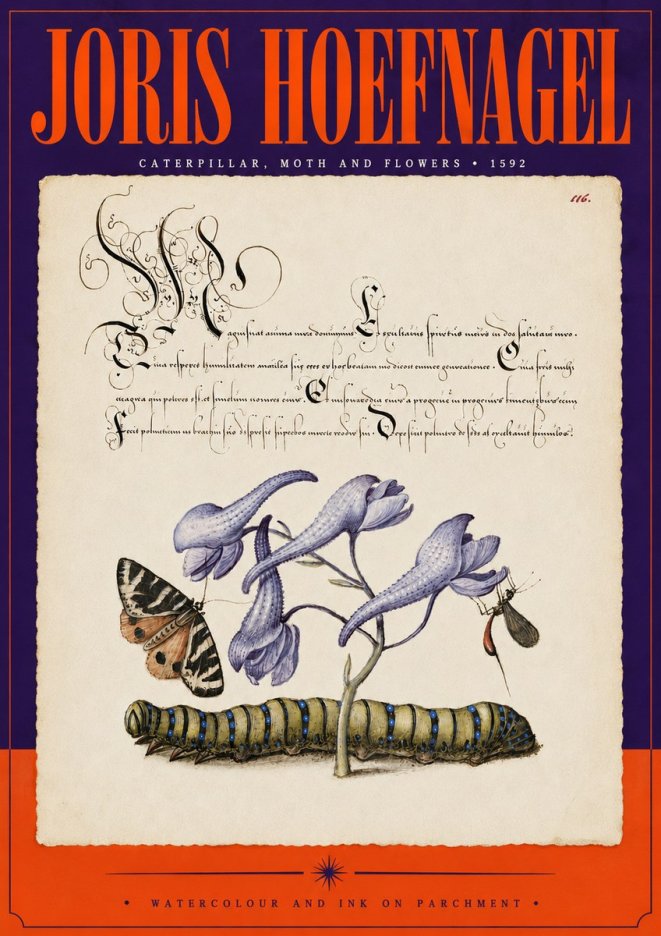 Joris Hoefnagel Caterpillar, Moth and Flowers No5 - Plakat
