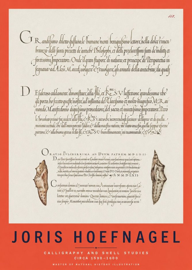Joris Hoefnagel Study of Shells and Calligraphy No3 - Plakat