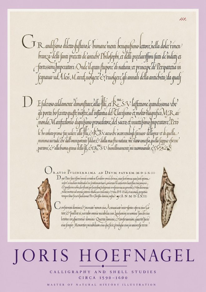 Joris Hoefnagel Study of Shells and Calligraphy No6 - Plakat