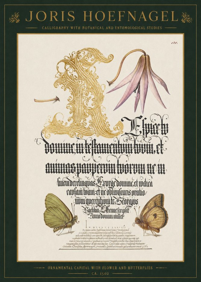 Joris Hoefnagel Ornamental Capital with Flower and Butterflies No1 - Plakat