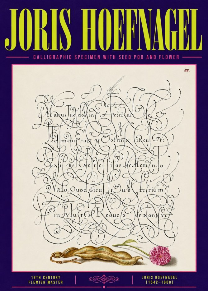 Joris Hoefnagel Calligraphic Specimen with Seed Pod and Flower No6 - Plakat