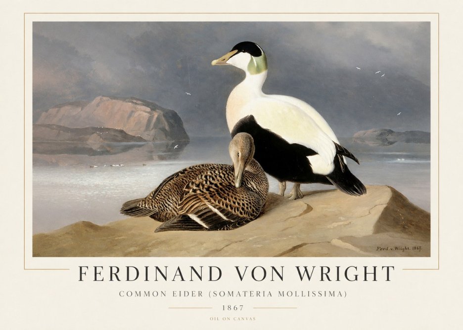 Ferdinand von Wright Common Eider (Somateria Mollissima) No1 - Plakat