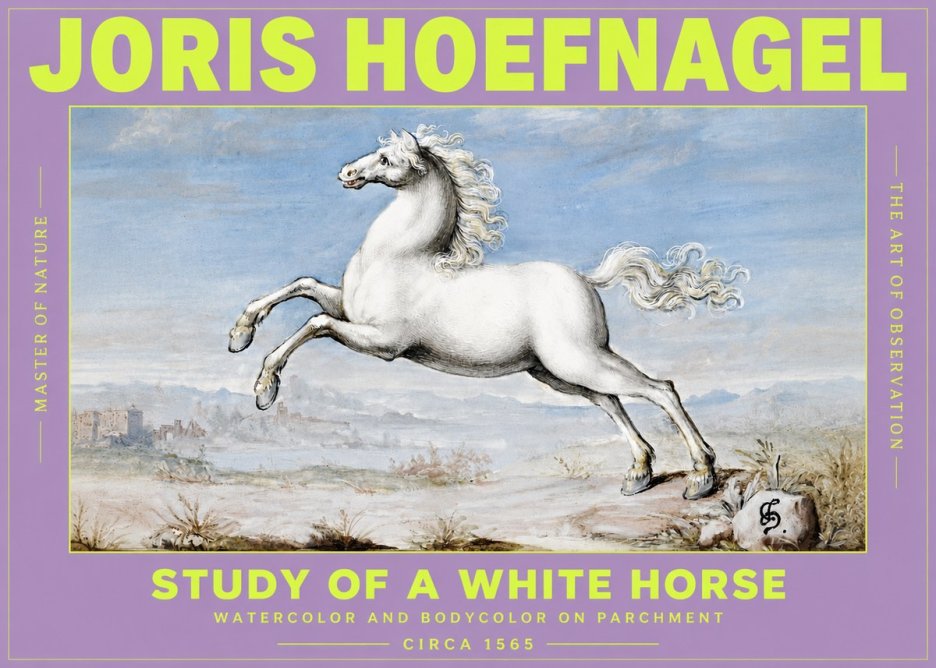 Joris Hoefnagel Study of a White Horse No3 - Plakat