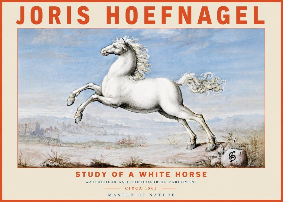 Joris Hoefnagel Study of a White Horse No4 - Plakat