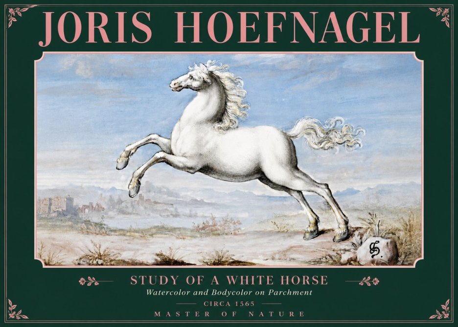 Joris Hoefnagel Study of a White Horse No5 - Plakat
