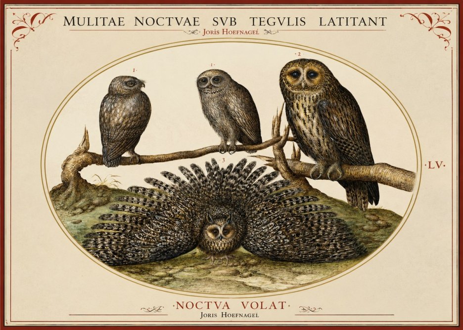 Joris Hoefnagel Noctva Volat No2 - Plakat