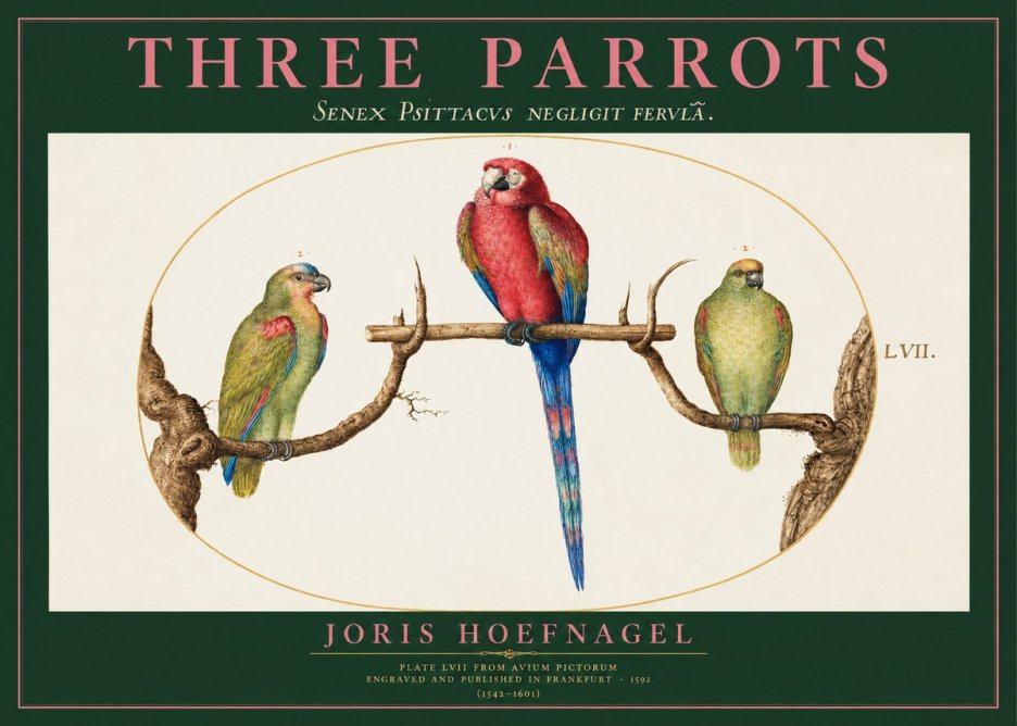 Joris Hoefnagel Three Parrots No2 - Plakat