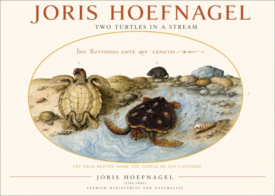 Joris Hoefnagel Two Turtles in a Stream No1 - Plakat