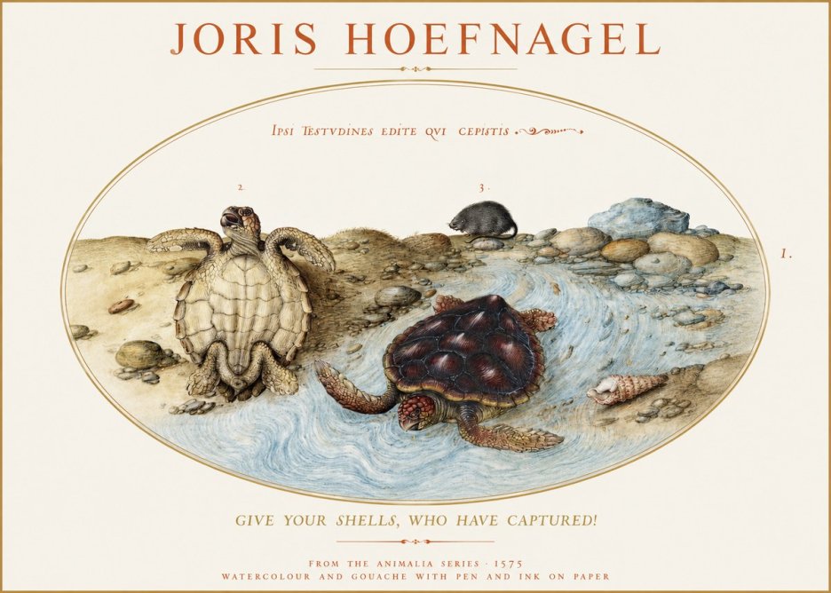Joris Hoefnagel Two Turtles in a Stream No2 - Plakat