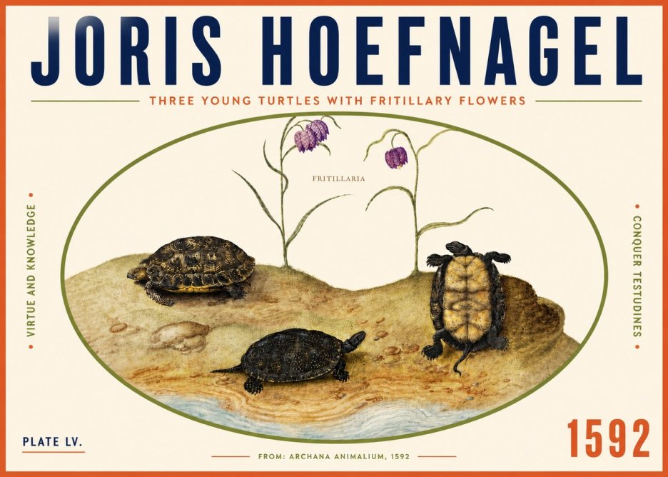 Joris Hoefnagel Three Young Turtles with Fritillary Flowers No4 - Plakat