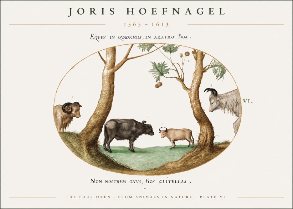 Joris Hoefnagel The Four Oxen No1 - Plakat