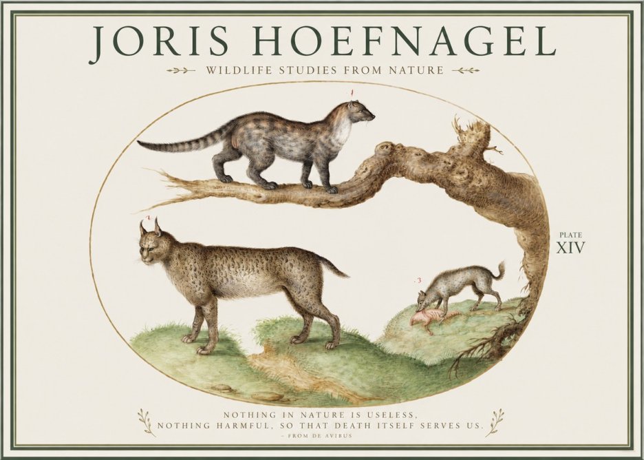 Joris Hoefnagel Wildlife Studies from Nature - Plate Xiv No1 - Plakat