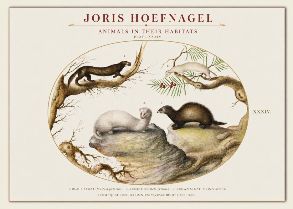 Joris Hoefnagel Animals in Their Habitats Plate Xxxiv No1 - Plakat