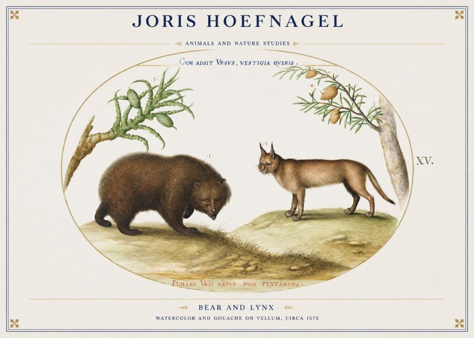 Joris Hoefnagel Bear and Lynx No1 - Plakat