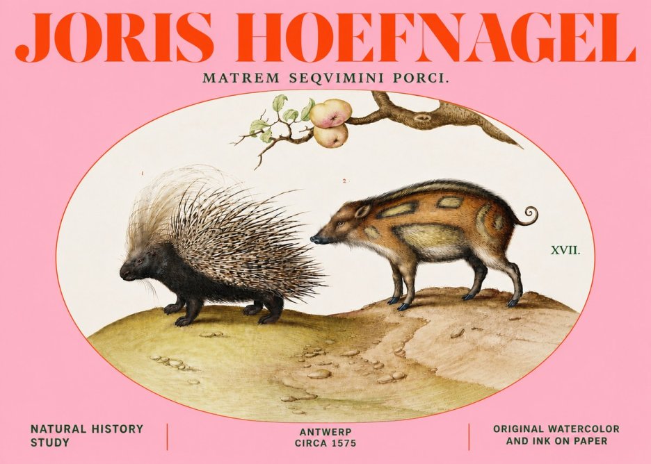 Joris Hoefnagel Matrem Seqvimini Porci. No4 - Plakat