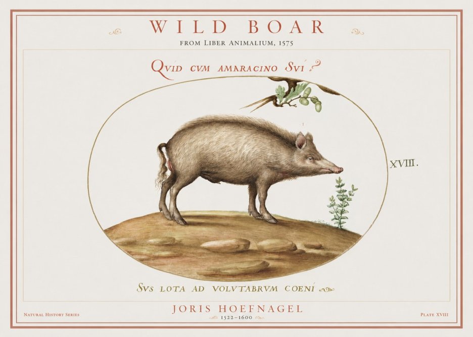 Joris Hoefnagel Qvid Cvm Amaracino Svi? No2 - Plakat