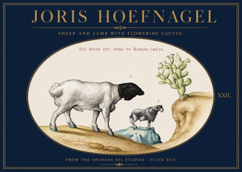 Joris Hoefnagel Sheep and Lamb with Flowering Cactus No3 - Plakat