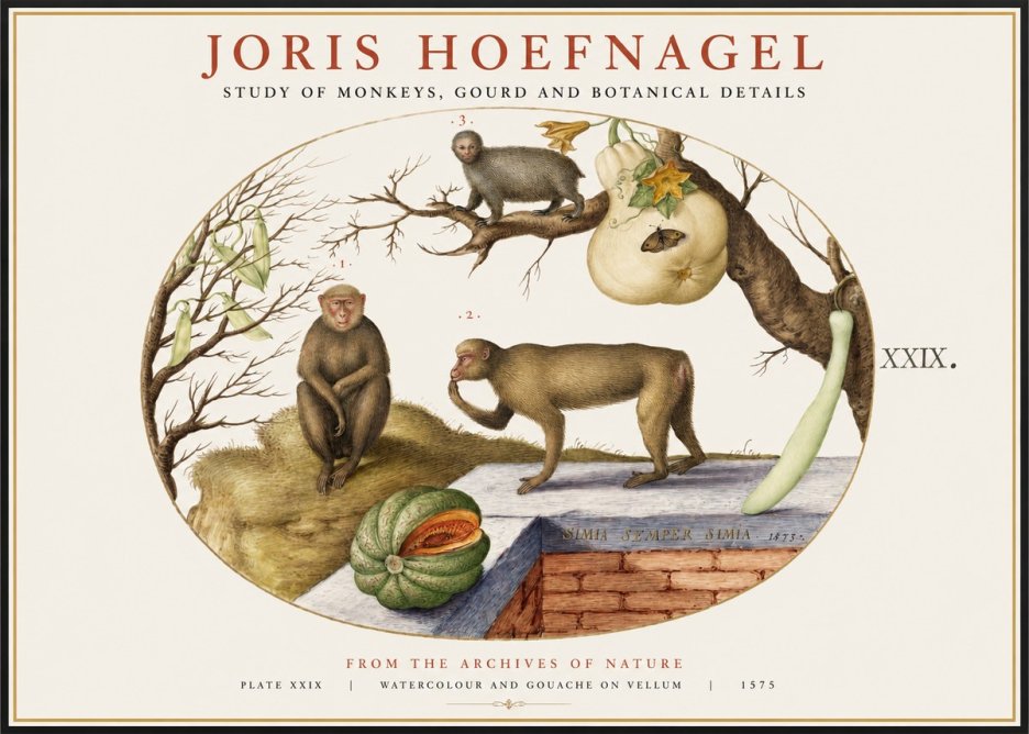 Joris Hoefnagel But Always a Monkey, Always a Monkey. Plate Xxix No2 - Plakat