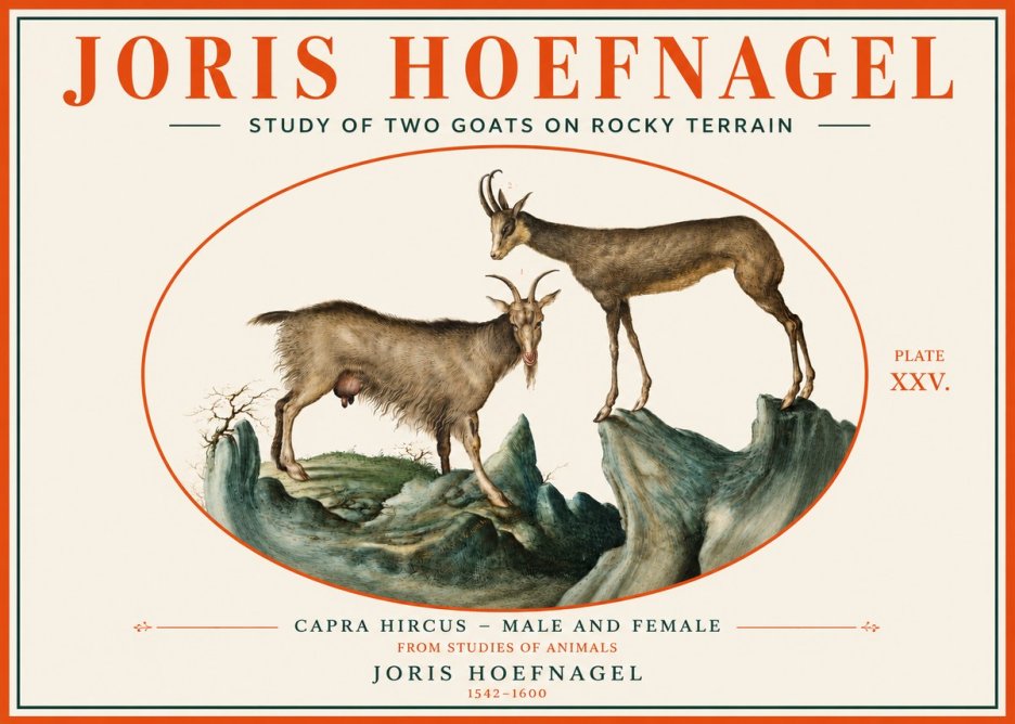 Joris Hoefnagel Study of Two Goats on Rocky Terrain No3 - Plakat