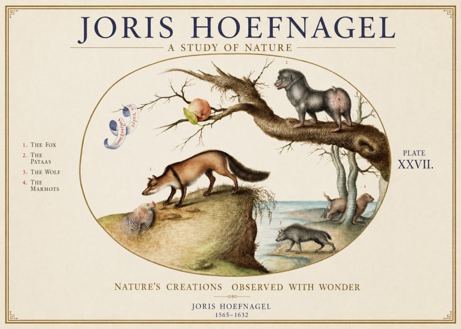 Joris Hoefnagel A Study of Nature - Plate Xxvii No1 - Plakat