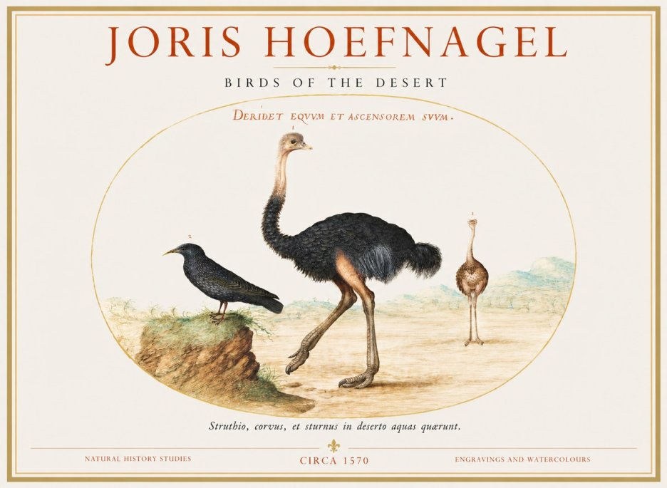 Joris Hoefnagel Birds of the Desert No1 - Plakat