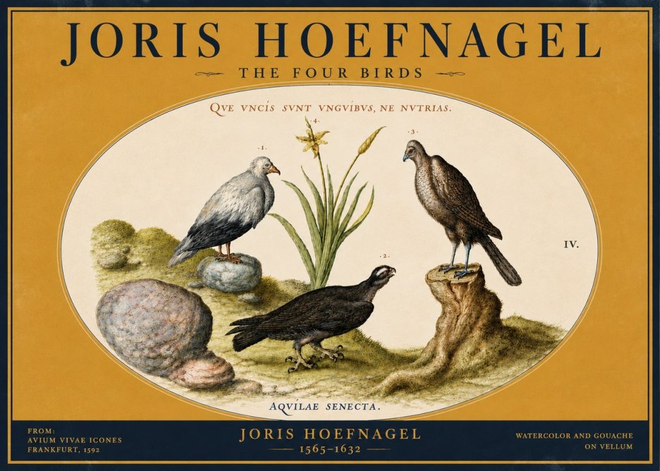 Joris Hoefnagel The Four Birds No4 - Plakat