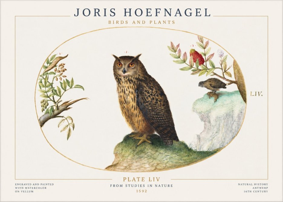 Joris Hoefnagel Bird Study Plate Liv No2 - Plakat