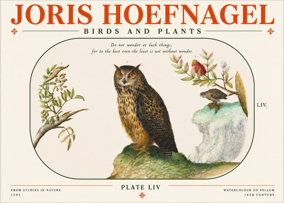 Joris Hoefnagel Bird Study Plate Liv No4 - Plakat