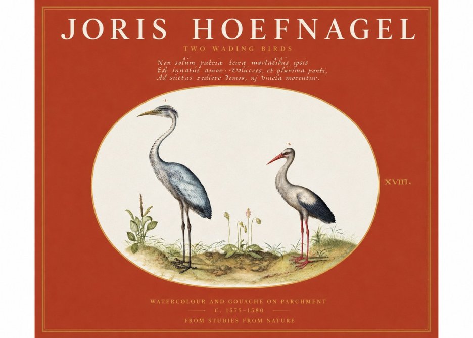 Joris Hoefnagel Study of Two Cranes No3 - Plakat
