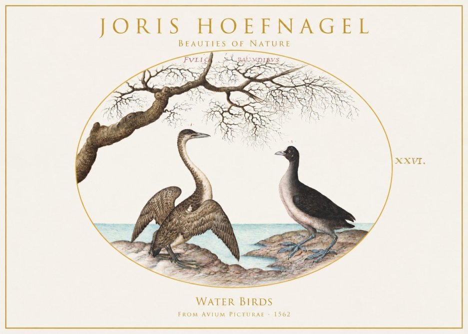Joris Hoefnagel Cormorant and Coot No2 - Plakat