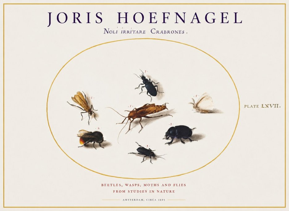 Joris Hoefnagel Scarabeus Aqvilä Qvaerit. No2 - Plakat