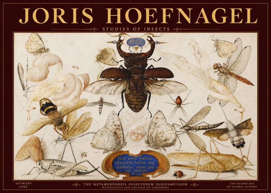 Joris Hoefnagel Studies of Insects I No3 - Plakat