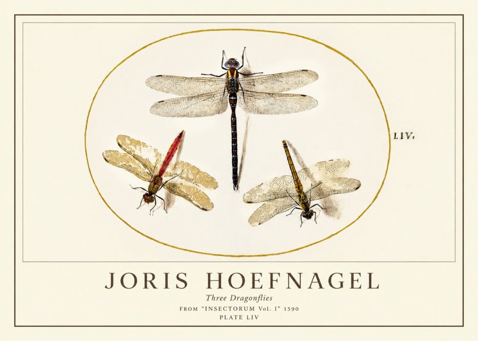 Joris Hoefnagel Three Dragonflies No1 - Plakat