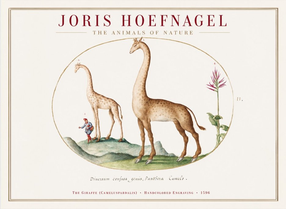 Joris Hoefnagel The Giraffe (Cameluspardalis) No1 - Plakat