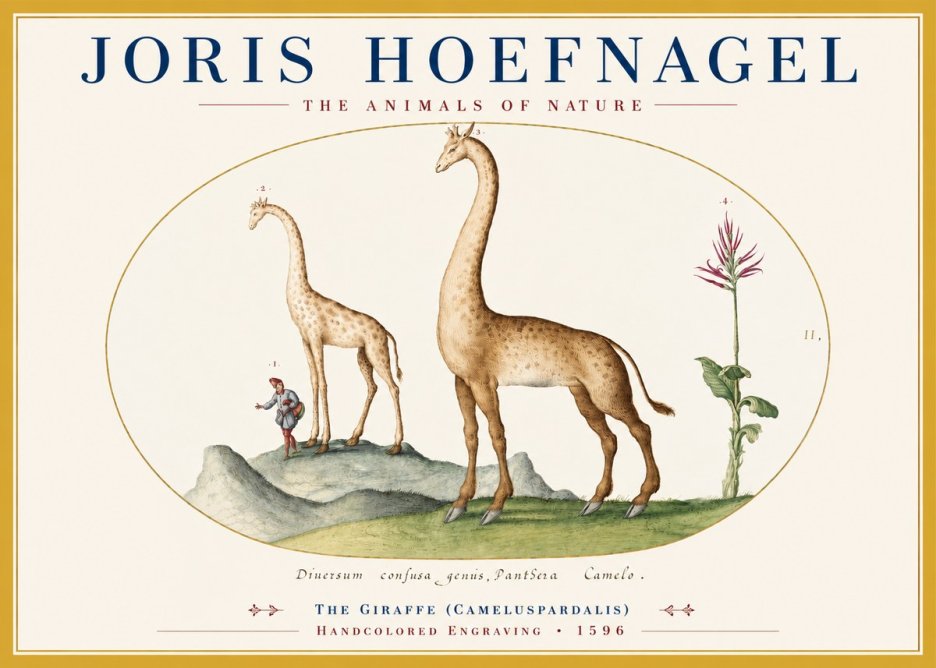 Joris Hoefnagel The Giraffe (Cameluspardalis) No3 - Plakat