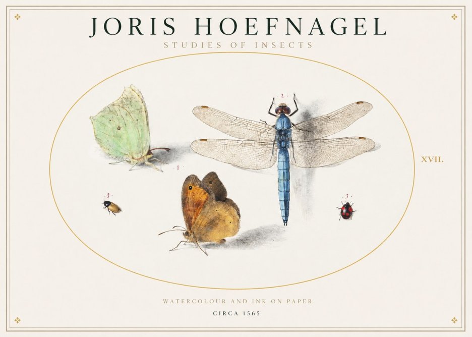 Joris Hoefnagel A Study of Butterflies, Dragonflies and Beetles No2 - Plakat