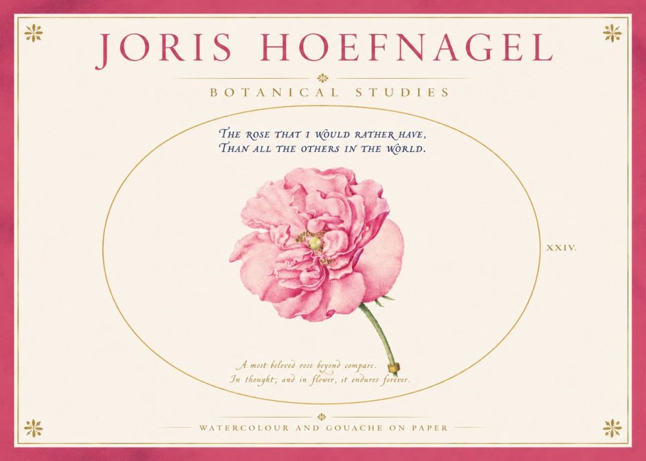 Joris Hoefnagel A Pink Damask Rose No4 - Plakat