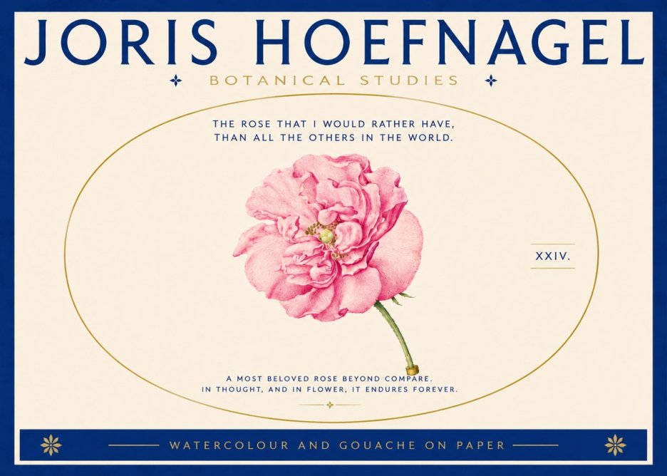 Joris Hoefnagel A Pink Damask Rose No5 - Plakat