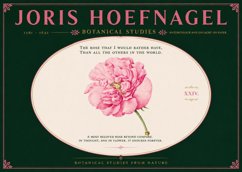 Joris Hoefnagel A Pink Damask Rose No6 - Plakat