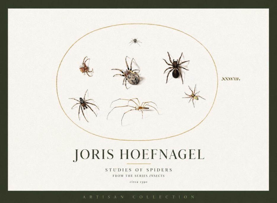 Joris Hoefnagel Studies of Spiders I No2 - Plakat