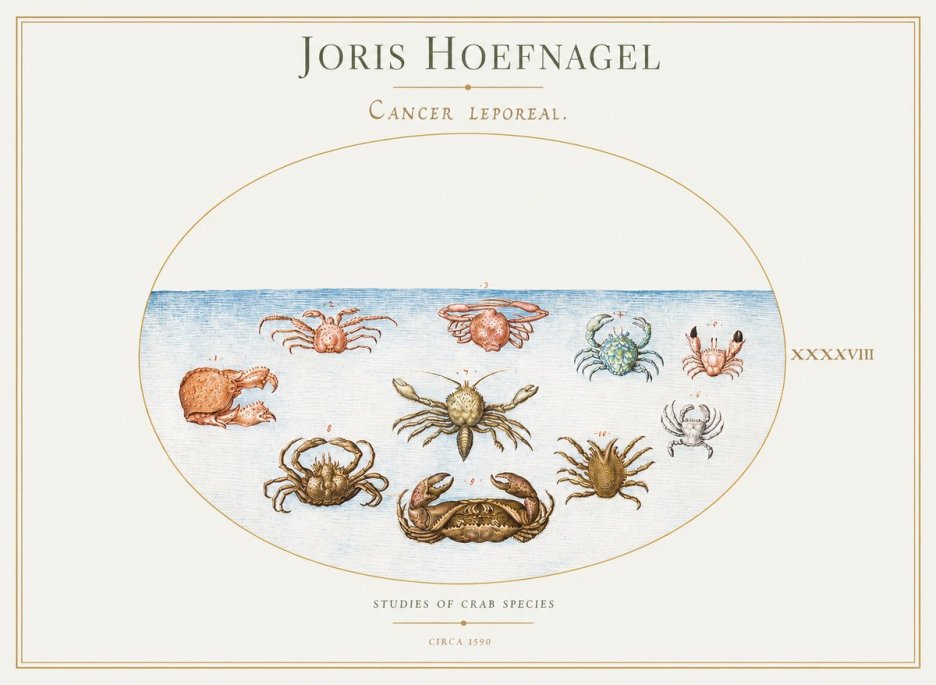 Joris Hoefnagel Cancer Leporeal. No1 - Plakat