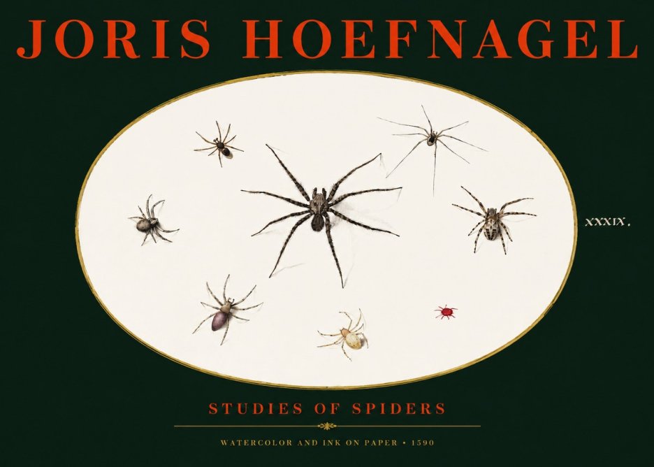 Joris Hoefnagel Studies of Spiders II No3 - Plakat