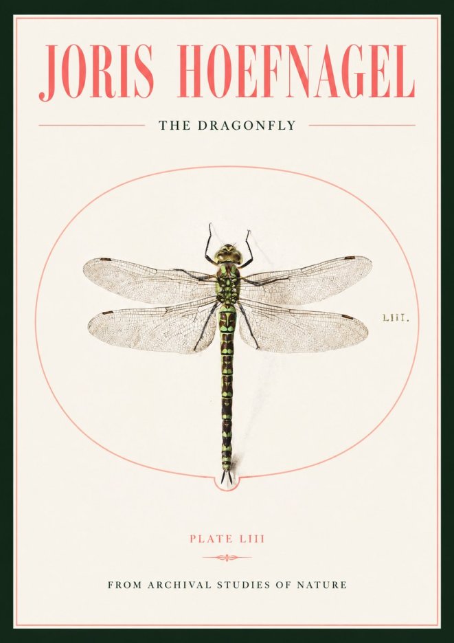Joris Hoefnagel The Dragonfly No2 - Plakat