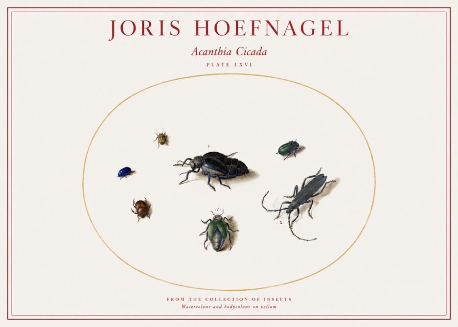 Joris Hoefnagel Acanthia Cicada No1 - Plakat